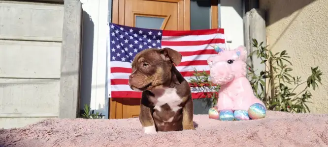 American Bully - Exotic - Csoki