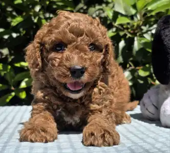 Cavapoo - Jonathan