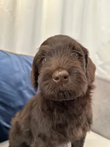 Labradoodle - Dertons Aspen