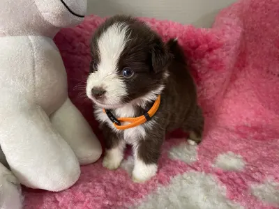 Miniature American Shepherd - Naracs Nyakörv/ Red Tricolor Kan