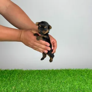 Yorkshire Terrier - Yasko