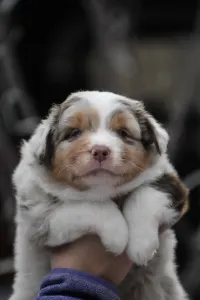 Miniature American Shepherd - Winstead One More Heart For The Ranch