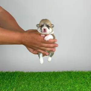 Pembroke Welsh Corgi - Aruna