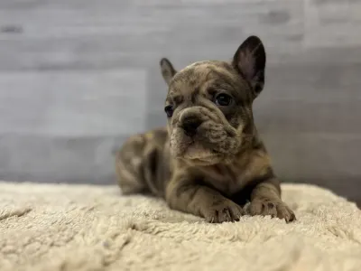 Francia bulldog - Thor 