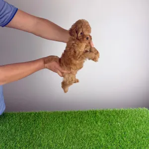 Törpe uszkár - Elise