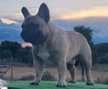 French Bulldog - Shadow