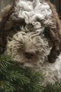 Romagna Water Dog - Aurora