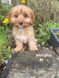 Cavapoo - Murphy