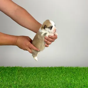 Welsh Corgi Pembroke - Zarek