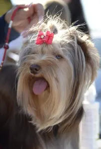 Pudel standard - Giant Miracles Poodle Kennel