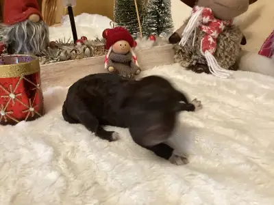 Lagotto Romagnolo - Boróka