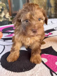 Maltipoo - Bruno