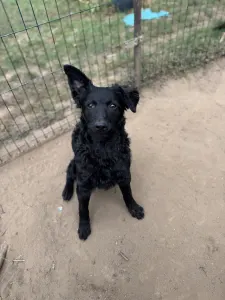 Mudi - Azúrkék-ragyogás Szilárd