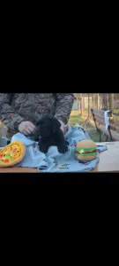 Cane corso - Dolce Assassino Polina