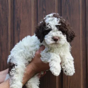 Lagotto romagnolo - Tomborgotto Argo 