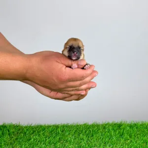 Spitz tedesco piccolo - Bennet