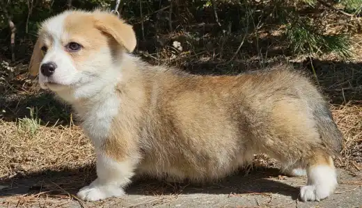 Pembroke Welsh Corgi - Nudli