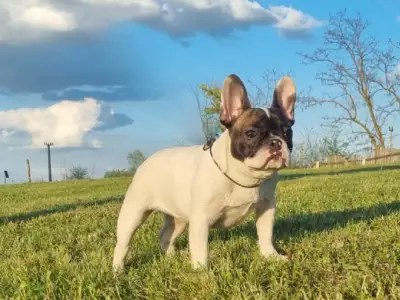 French Bulldog - Pizza