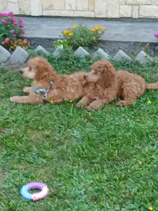 Pudel miniaturowy - Alfonz