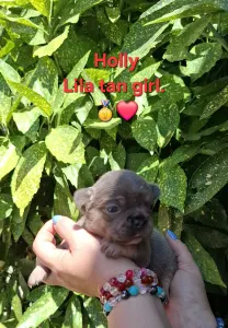 Francia bulldog - Holly 