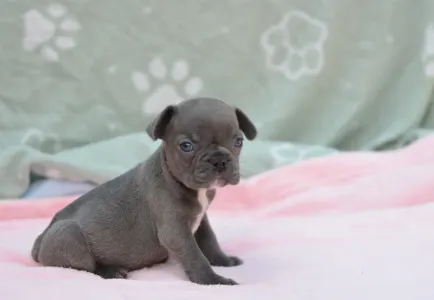 Francouzský buldoček - Málna