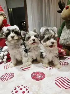 Yorkshire Terrier - Full Of Heart Jamila