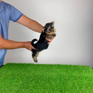 Yorkshire Terrier - Wolke