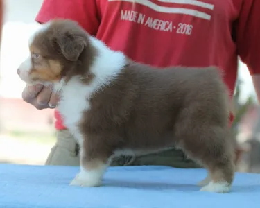 Australian Shepherd - Dailos Money Talks
