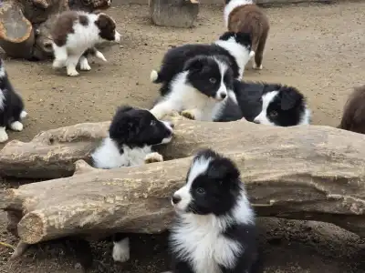 Border Collie - Sio-Bella