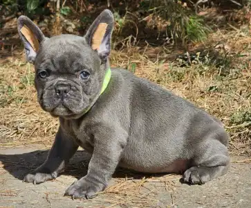 French Bulldog - Sky 