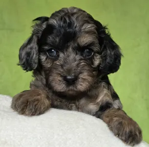 Cavapoo - Max