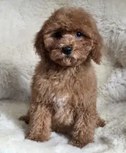Cavapoo - Mona