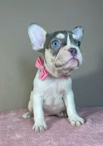 French Bulldog - Alise