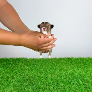 Chihuahua - Kwai