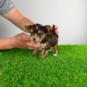 Yorkshire Terrier - Medox