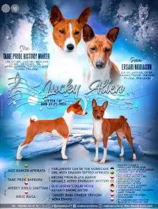Basenji - Lucky Alien