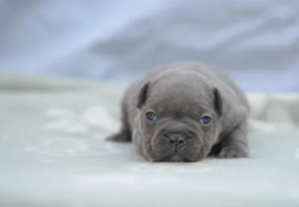 Bulldog francez - Montclair