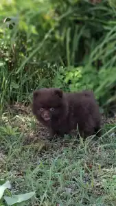 Pomeranian - Peddy Hermoso La Noche 