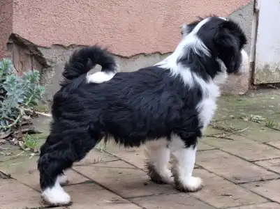 Tibetan Terrier - Saumur Zig-zag