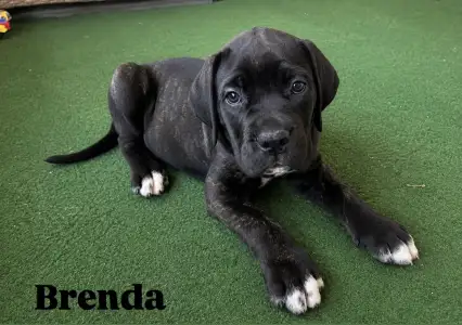 Cane Corso - Brenda