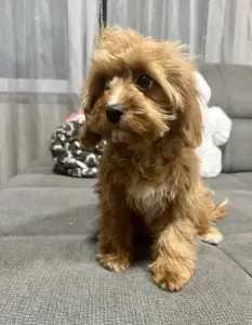 Cavapoo - Mici