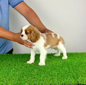 Cavalier King Charles spániel - Pepsi