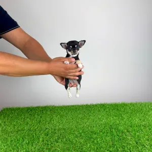 Chihuahua - Ninis