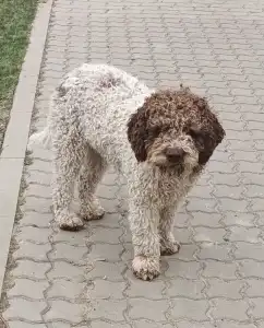 Lagotto Romagnolo - Aisha