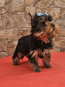 Yorkshire Terrier - Beni