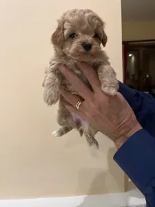 Maltipoo - Maltipoo Toy M