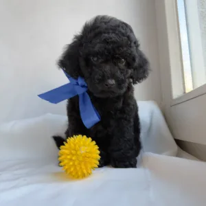 Той-пудель - Ricardo Royal Legend Of The Kanis