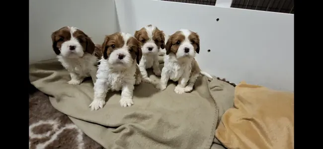 Cavalier King Charles Spaniel - Jackpot