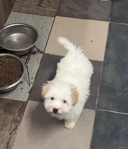 Coton de Tulear - Krémes