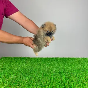 Pomeranian - Annabell